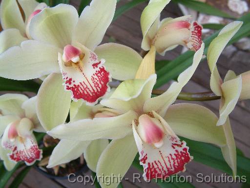 Cymbidium White Pink 